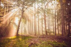 部分高端款式更是镶嵌了